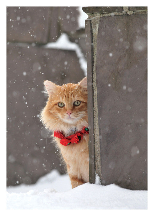 Christmas Tree Cat Christmas Card