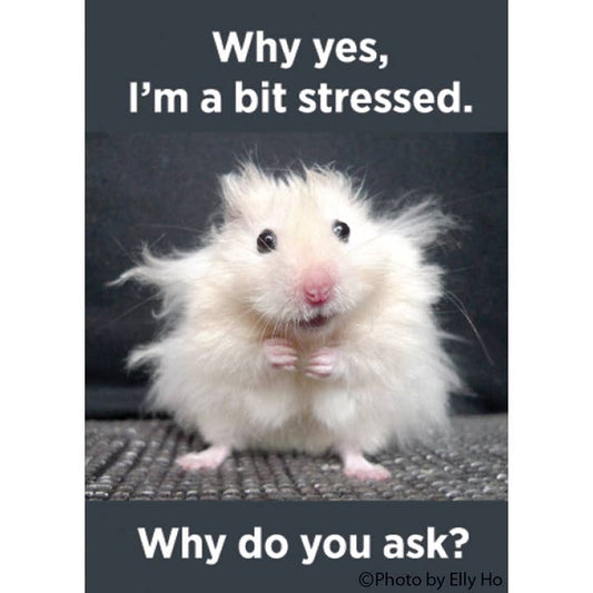 Why Yes, I'm A Bit Stressed. Why Do You Ask? Magnet