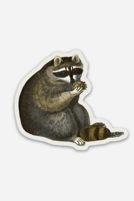 S69 Unbothered Raccoon - Gap Filler Sticker