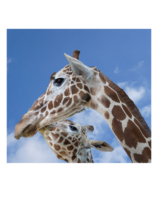 2 Giraffes  Birthday Card