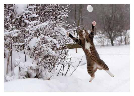 Catch The Snow Cards
