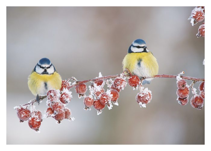 Two Birds Branch Cards