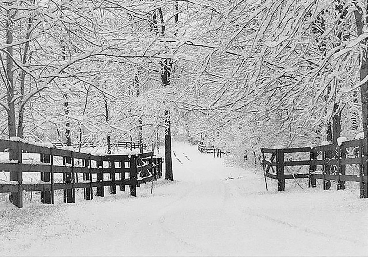 Winter Tracks Holiday Half Boxed Cards