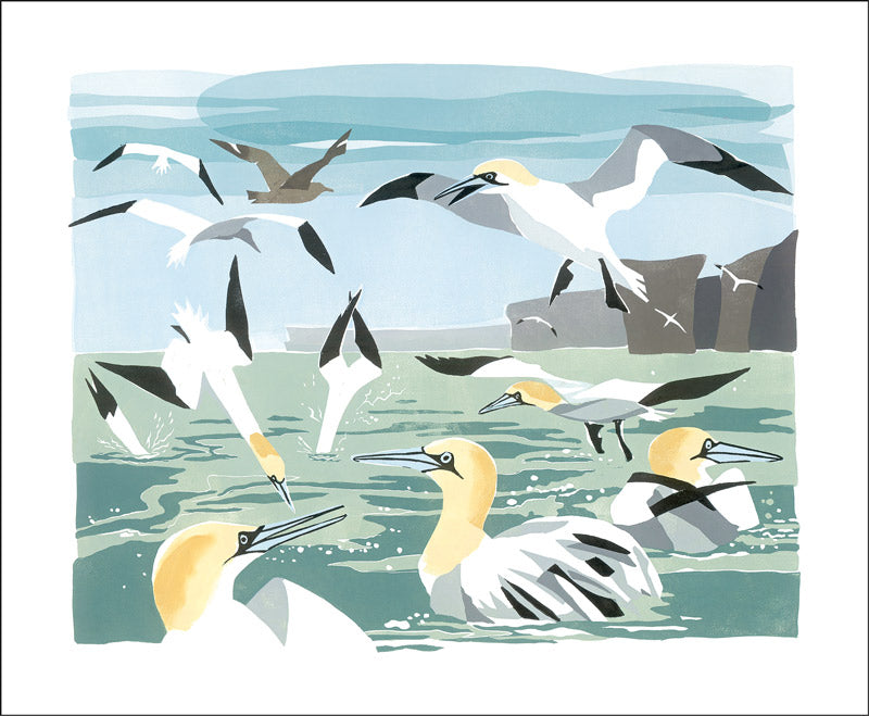 Gannets Card