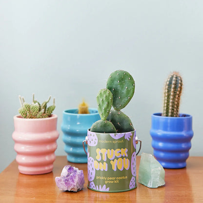 Complimentary Colours Grow Kit