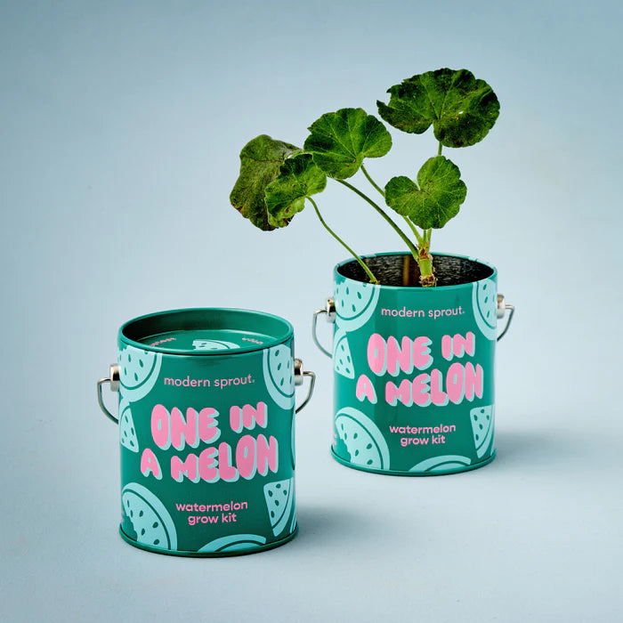 Complimentary Colours Grow Kit