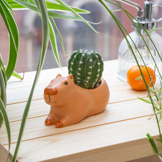 Cappy The Capybara Planter Small