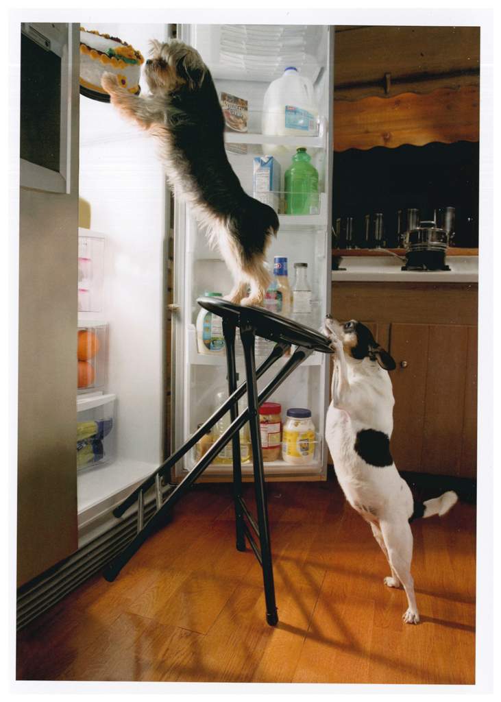 Dogs And Fridge Birthday Card