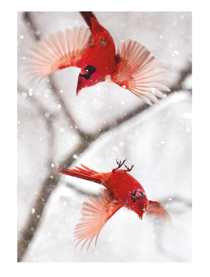 Pair of Red Cardinal